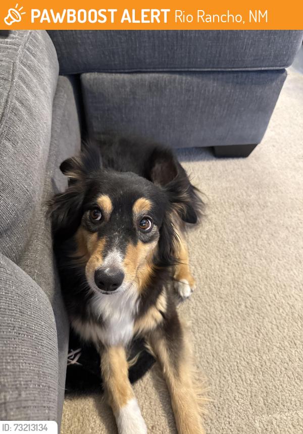 Found/Stray Female Dog last seen Las brasas and west sid, Rio Rancho, NM 87124