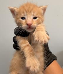 Shelter Stray Female Cat last seen W. Dunlop St, San Diego, CA, 92111, 5500 Gaines St, San Diego, CA 92110, USA