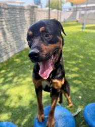 Shelter Stray Male Dog last seen W, Kearns Township, UT, 84118, 511 W 3900 S, Salt Lake City, UT 84123, USA