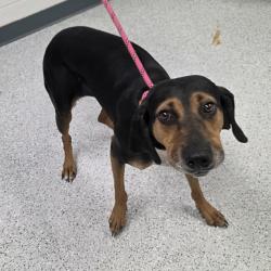 Shelter Stray Female Dog last seen , 5801 Graye Ln, Caldwell, ID 83607, USA