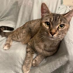Shelter Stray Female Cat last seen , 361 S Raymond Ave, Pasadena, CA 91105, USA