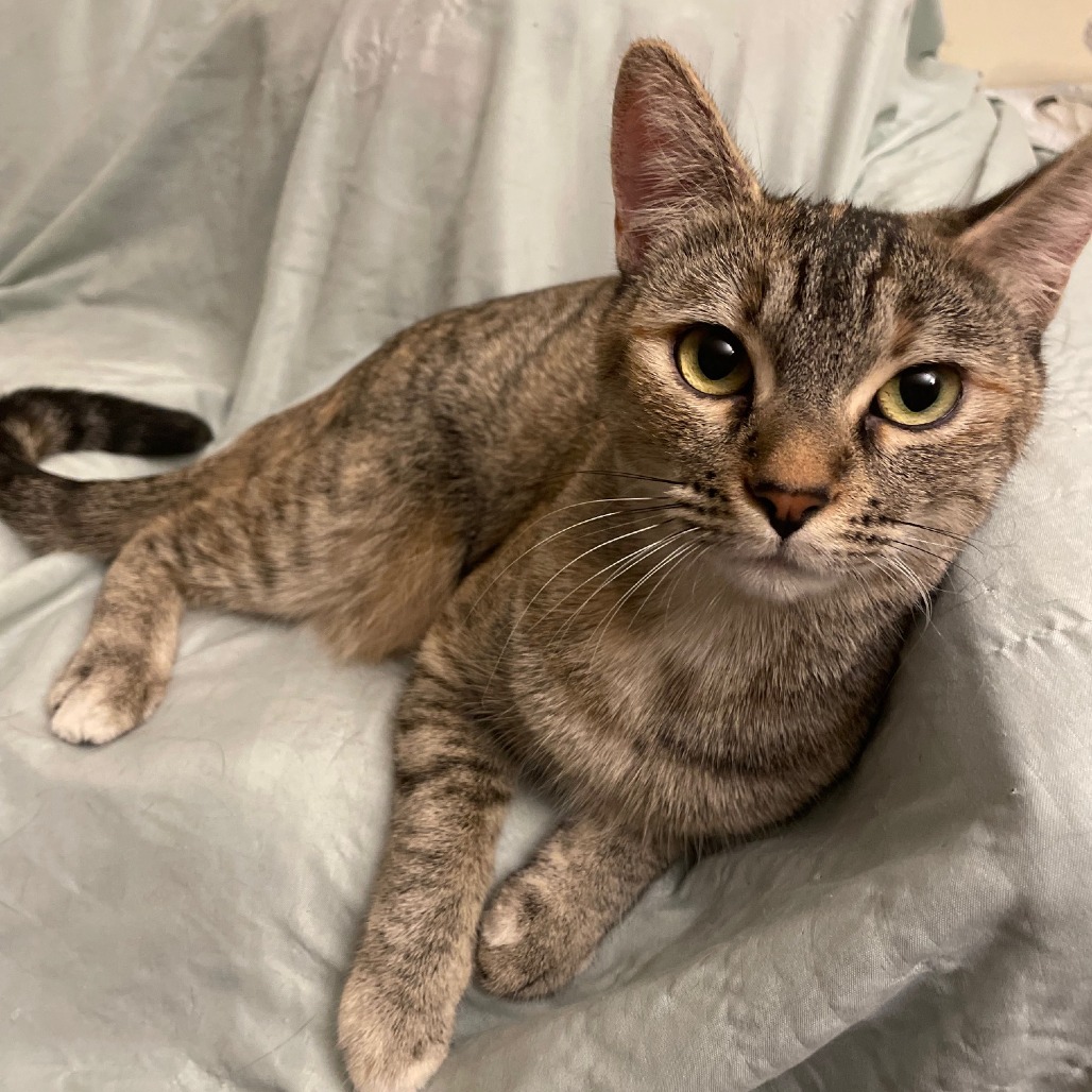 Shelter Stray Female Cat last seen , 361 S Raymond Ave, Pasadena, CA 91105, USA