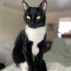 Shelter Stray Male Cat last seen , 361 S Raymond Ave, Pasadena, CA 91105, USA