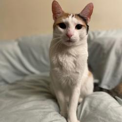 Shelter Stray Female Cat last seen , 361 S Raymond Ave, Pasadena, CA 91105, USA