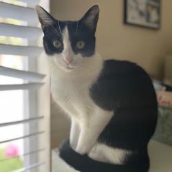 Shelter Stray Female Cat last seen , 361 S Raymond Ave, Pasadena, CA 91105, USA