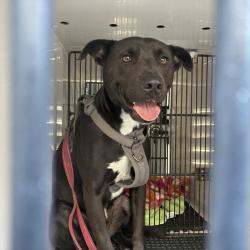 Shelter Stray Male Dog last seen , 361 S Raymond Ave, Pasadena, CA 91105, USA