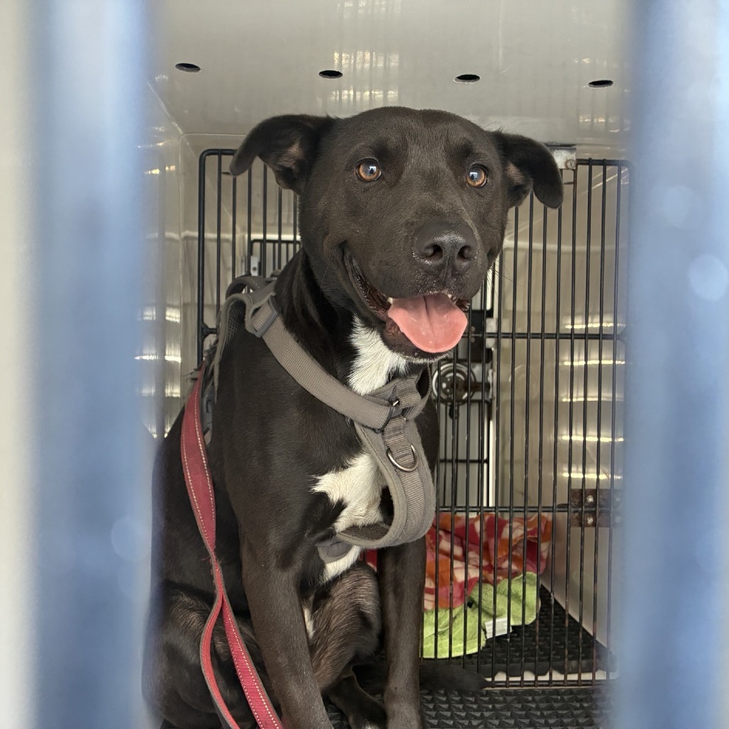 Shelter Stray Male Dog last seen , 361 S Raymond Ave, Pasadena, CA 91105, USA