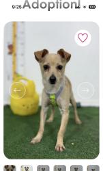 Lost Female Dog last seen Alicia and Moulton, Laguna Hills, CA 92653