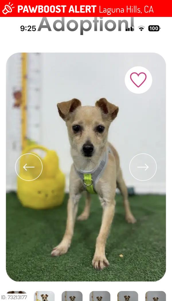 Lost Female Dog last seen Alicia and Moulton, Laguna Hills, CA 92653