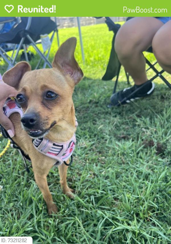 Reunited Female Dog last seen La Palma Ave. & Baxter St., Anaheim, CA 92831