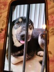 Lost Female Dog last seen St. Joseph Church, Fontana, CA 92335