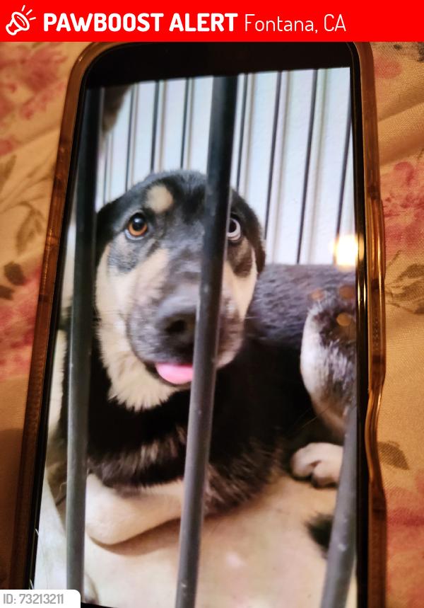 Lost Female Dog last seen St. Joseph Church, Fontana, CA 92335