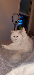 Lost Male Cat last seen Frankstown rd, Pittsburgh, PA 15235