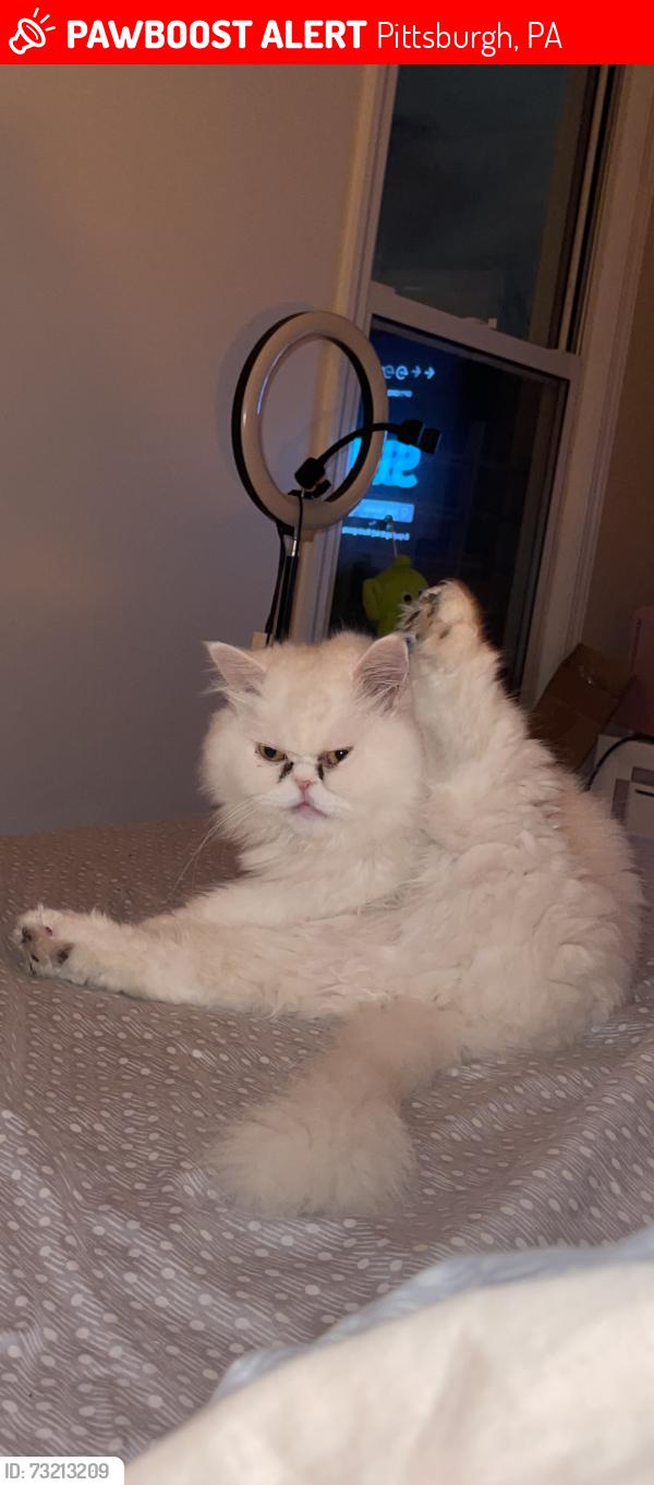Lost Male Cat last seen Frankstown rd, Pittsburgh, PA 15235