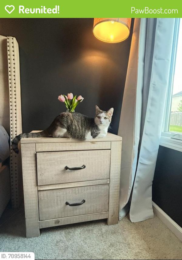 Reunited Female Cat last seen Union chapel /Tuscany (Sorento Subdivision), Fort Wayne, IN 46845