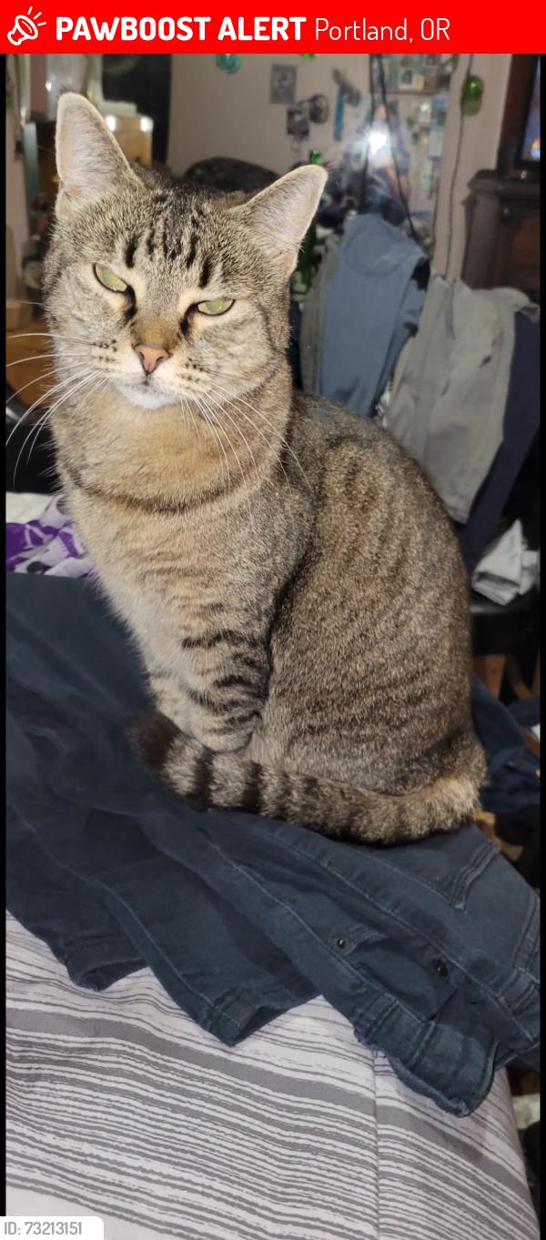 Lost Female Cat last seen SE 118th SE Powell, Portland, OR 97266