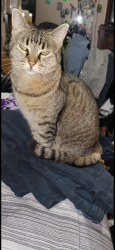 Lost Female Cat last seen SE 118th SE Powell, Portland, OR 97266