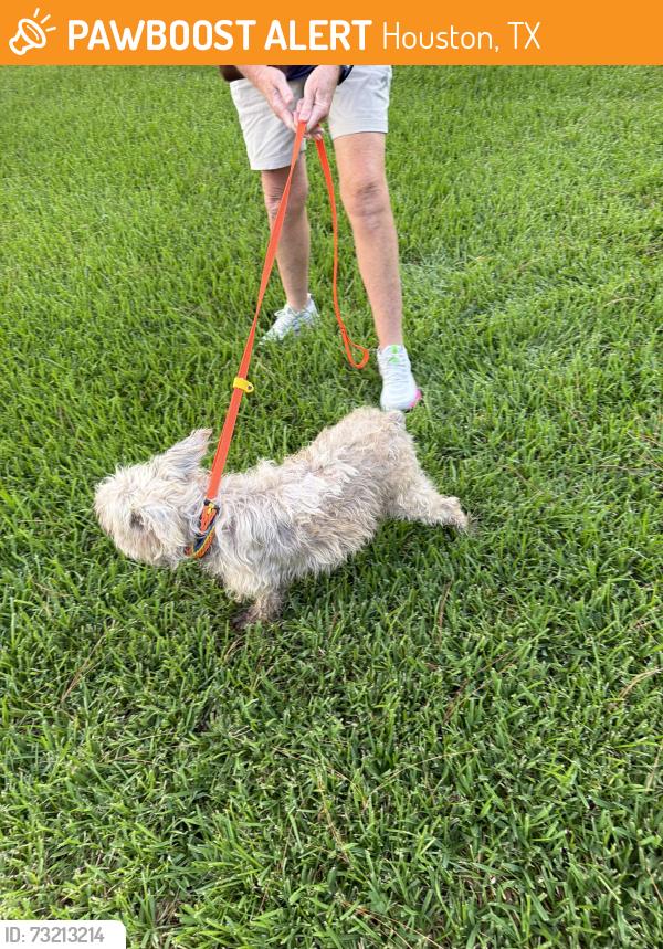Found/Stray Male Dog last seen Paisley and braesheather, Houston, TX 77096