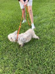 Found/Stray Male Dog last seen Paisley and braesheather, Houston, TX 77096