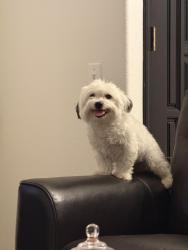 Reunited Male Dog last seen Hancock and Oak Ridge, Murrieta, CA 92562