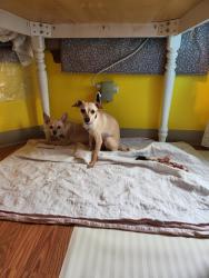 Lost Female Dog last seen B street, Colorado Springs, CO 80906