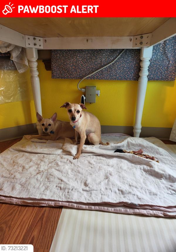 Lost Female Dog last seen B street, Colorado Springs, CO 80906