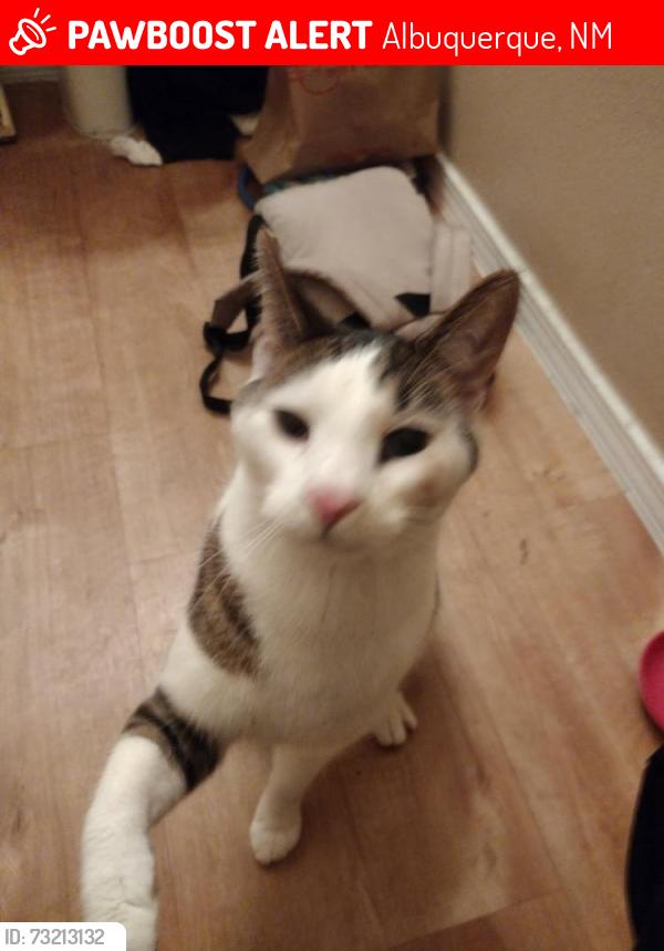 Lost Male Cat last seen Pennsylvania and Indian school, Albuquerque, NM 87110