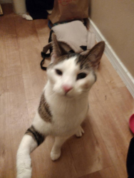 Lost Male Cat last seen Pennsylvania and Indian school, Albuquerque, NM 87110