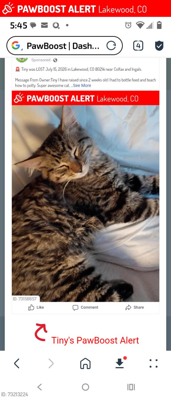 Lost Male Cat last seen Colfax and Ingals, Lakewood, CO 80214