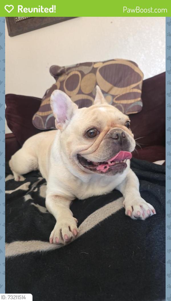 Reunited Male Dog last seen South and Citron, Anaheim, CA 92805