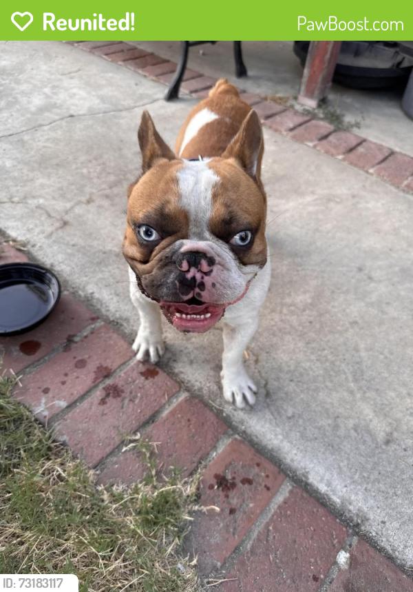 Reunited Male Dog last seen Cantara st / Radford Ave, Los Angeles, CA 91605