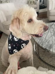 Reunited Female Dog last seen Skyline Dr & Equestrian Dr, North Tustin, CA 92705, USA, North Tustin, CA 92705