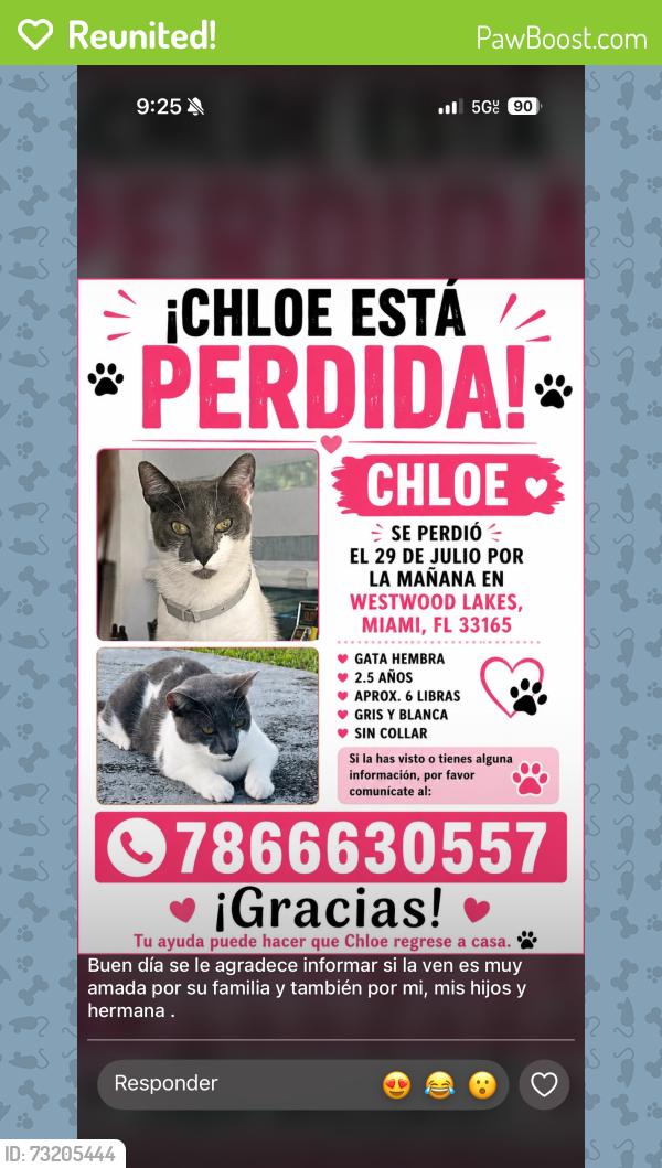Reunited Female Cat last seen Westwood lakes, Westwood Lakes, FL 33165