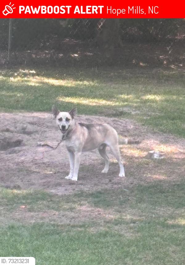 Lost Male Dog last seen Woolard dr , citigo liberty, Hope Mills, NC 28348