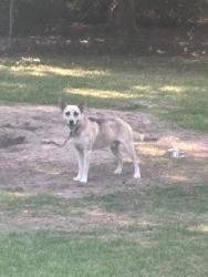 Lost Male Dog last seen Woolard dr , citigo liberty, Hope Mills, NC 28348