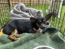 Found/Stray Male Dog last seen Allen’s & Emlen, Philadelphia, PA 19119