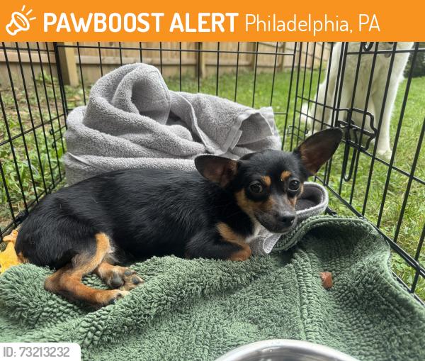 Found/Stray Male Dog last seen Allen’s & Emlen, Philadelphia, PA 19119