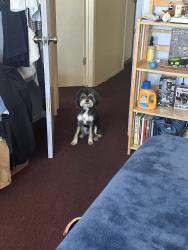 Reunited Male Dog last seen Labrea and Hillcrest, Inglewood, CA 90301
