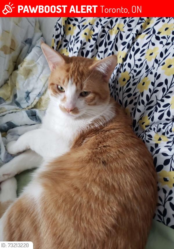 Lost Male Cat last seen Guildwood Parkway and Morningside Avenue, Toronto, ON 