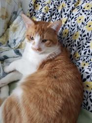 Lost Male Cat last seen Guildwood Parkway and Morningside Avenue, Toronto, ON 
