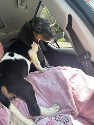 Reunited Female Dog last seen Smith Rd from Burnett Ferry, Rome, GA 30165