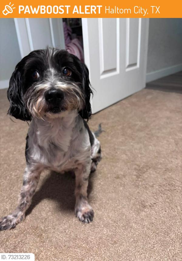 Found/Stray Male Dog last seen Haltom Rd. and Broadway Ave., Haltom City, TX 76117