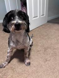 Found/Stray Male Dog last seen Haltom Rd. and Broadway Ave., Haltom City, TX 76117