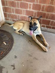 Found/Stray Male Dog last seen 35th ave and maryland ave, Phoenix, AZ 85019