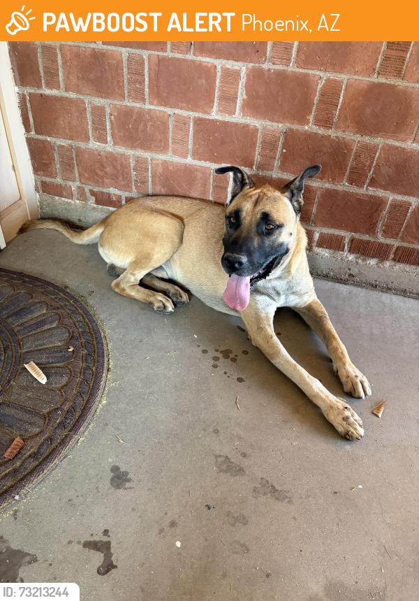 Found/Stray Male Dog last seen 35th ave and maryland ave, Phoenix, AZ 85019