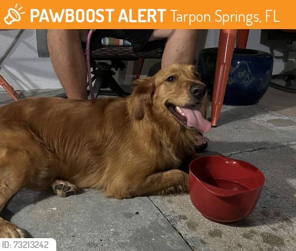 Found/Stray Female Dog last seen Stonehaven Way Tarpon Springs, Tarpon Springs, FL 34689