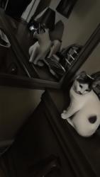 Lost Female Cat last seen County Line Road and valley view Rd Thomasville Nc, Thomasville, NC 27360