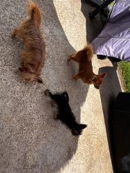 Reunited Male Dog last seen Buckeye glen, Kenswick, TX 77338