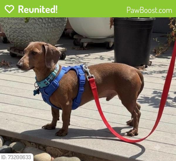 Reunited Male Dog last seen Winter Gardens and Woodside in Lakeside, CA , Please call 619-212-5623, Lakeside, CA 92040