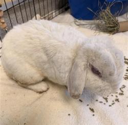 Shelter Stray Male Other last seen CASTLEVIEW DR / SILVER BRIDLE WAY, 9150 Union Park Way, Elk Grove, CA 95624, USA